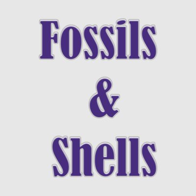 Fossils & Shells